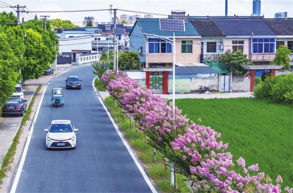 紫薇扮靚鄉村路.jpg